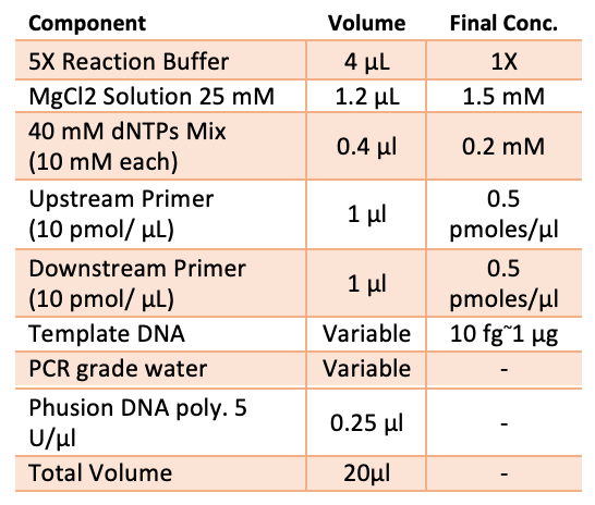 Phusion DNA polymerase